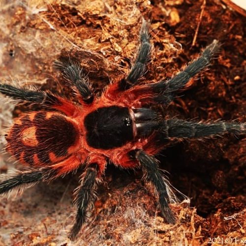 Davus sp. Panama_exotic-spiders.com