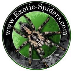 Exotic-Spiders