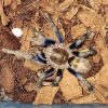 Anqasha sp Blue (0,5-1cm) 2-3 Moult.