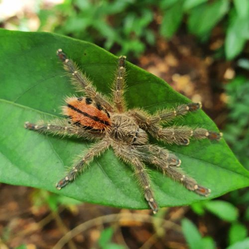 Iridopelma hirsutum (1-2cm) 1-2 Moult.