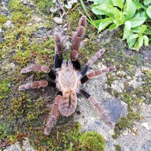 Ornithoctoninae sp siam satu (2cm) 2-3 Moult.