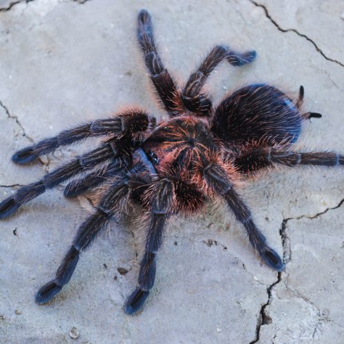 Phormictopus cancerides (2cm) 2-3 Moult.