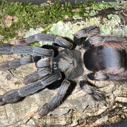 Amazonius sp Caqueta (1-2cm) 1-2 Moult.