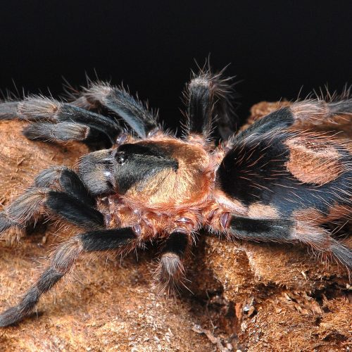 Cardiopelma sp Mascatum (1cm) 1-2 Moult.