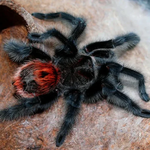 Grammostola iheringi (2cm) 2-3 Moult.