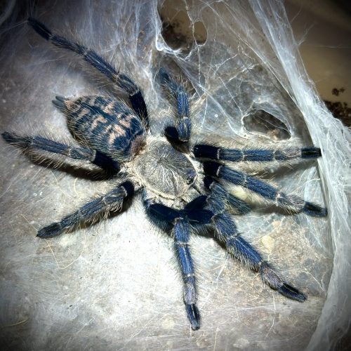 Ornithoctoninae sp Laos PDA (2cm) 2-3 Moult.