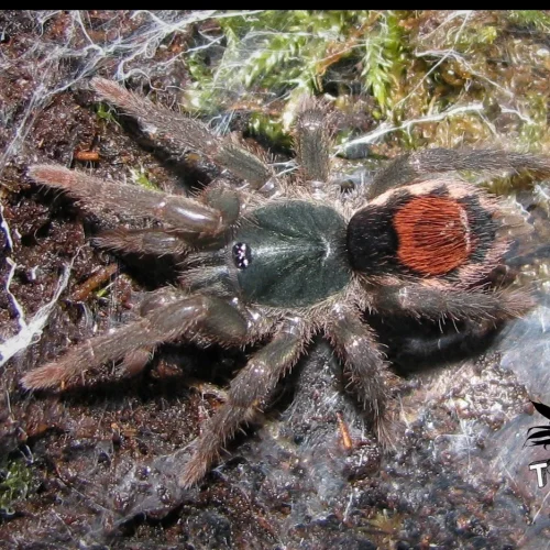 Neostenotarsus sp. “Suriname” (0,5cm) 1-2 Moult.