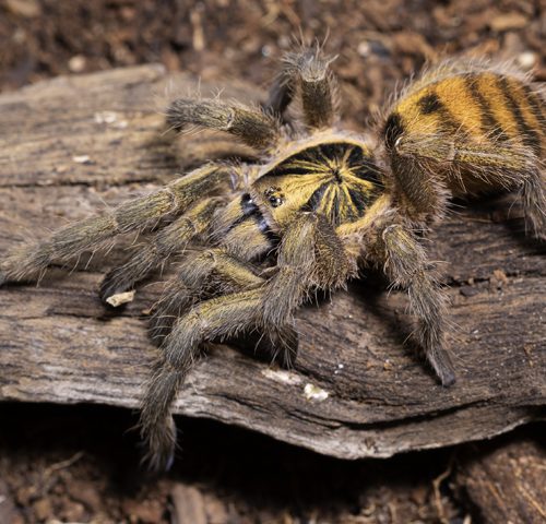 Neoholothele incei (1cm) 1-2 moult.